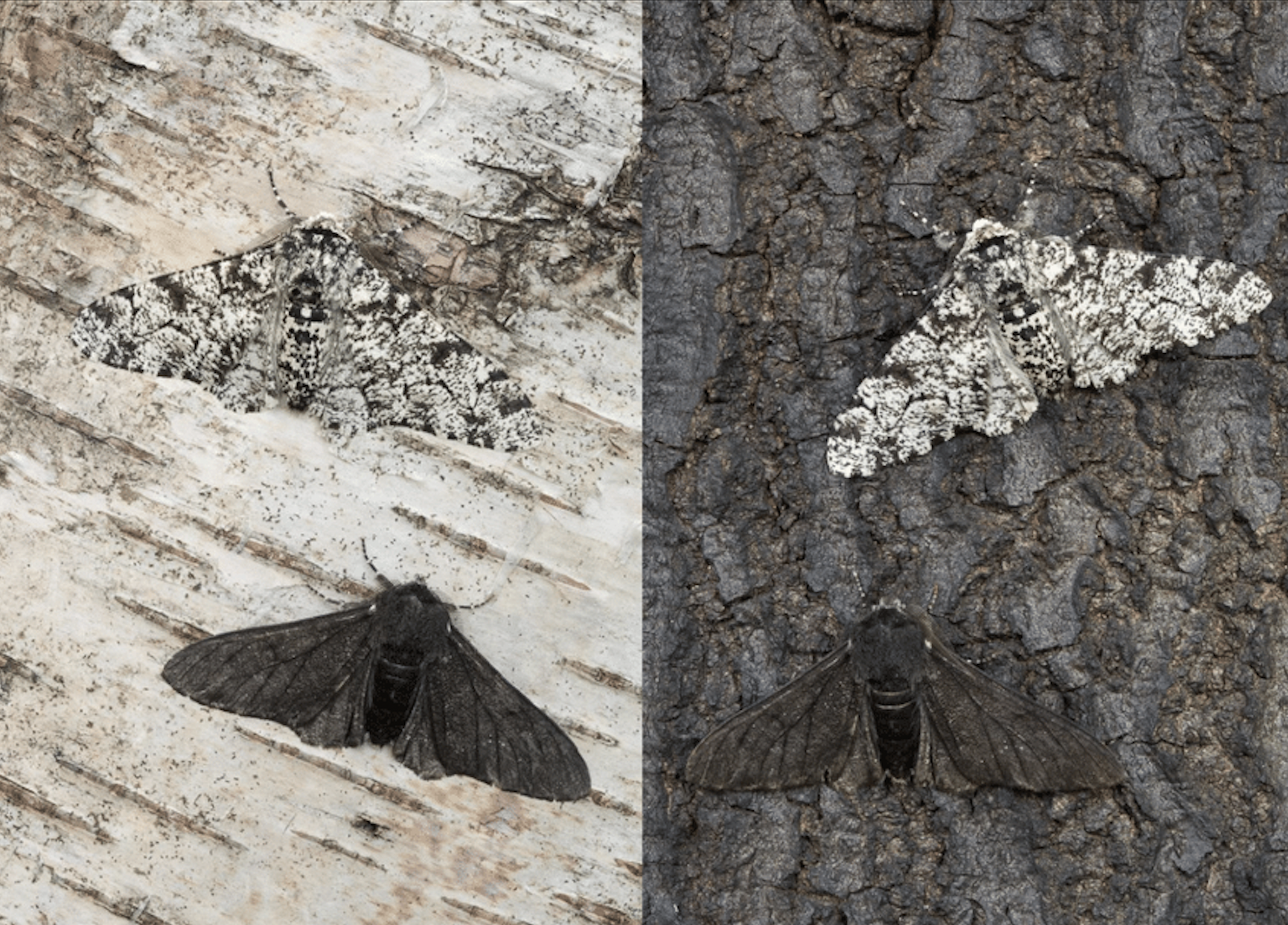 bướm đen và bướm trắng trên thân cây bạch dương